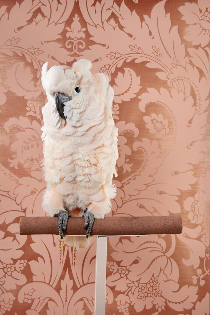 A beautiful peach-colored cockatoo bird portrait on a perch with an elegant, ornate wallpaper background by Claire Rosen.