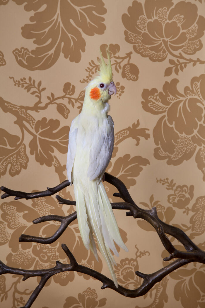 A bird portrait of a white cockatiel with orange cheek patches, perched on a dark branch against a floral patterned wall.