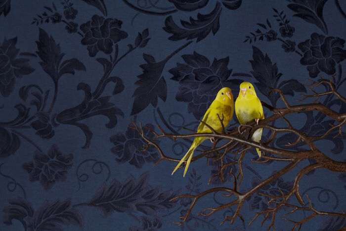 Two elegant bird portraits, bright yellow parakeets, perch on a dark branch against a floral blue background. Fine art photography.