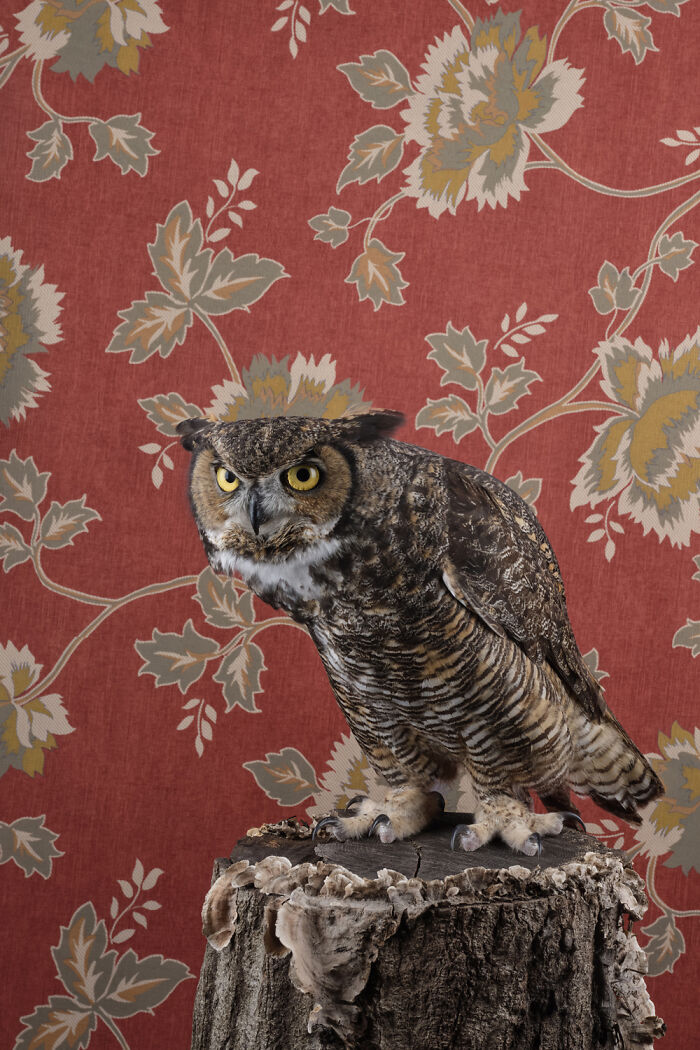An elegant bird portrait of an owl perched on a tree stump, with a floral patterned red background, by Claire Rosen.