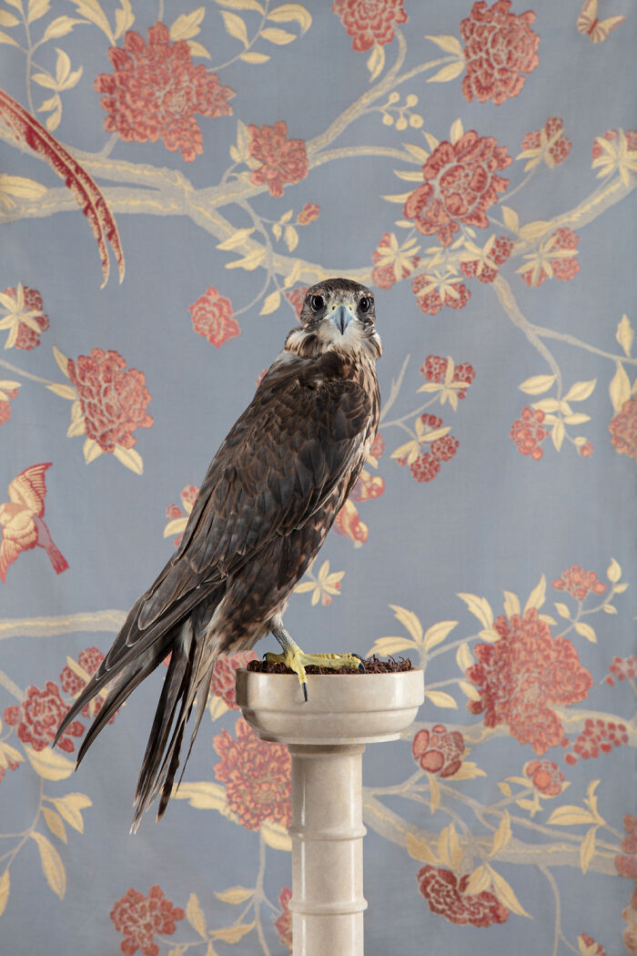Elegant bird portrait: a brown falcon on a pedestal against a fantastical floral wallpaper by Claire Rosen.