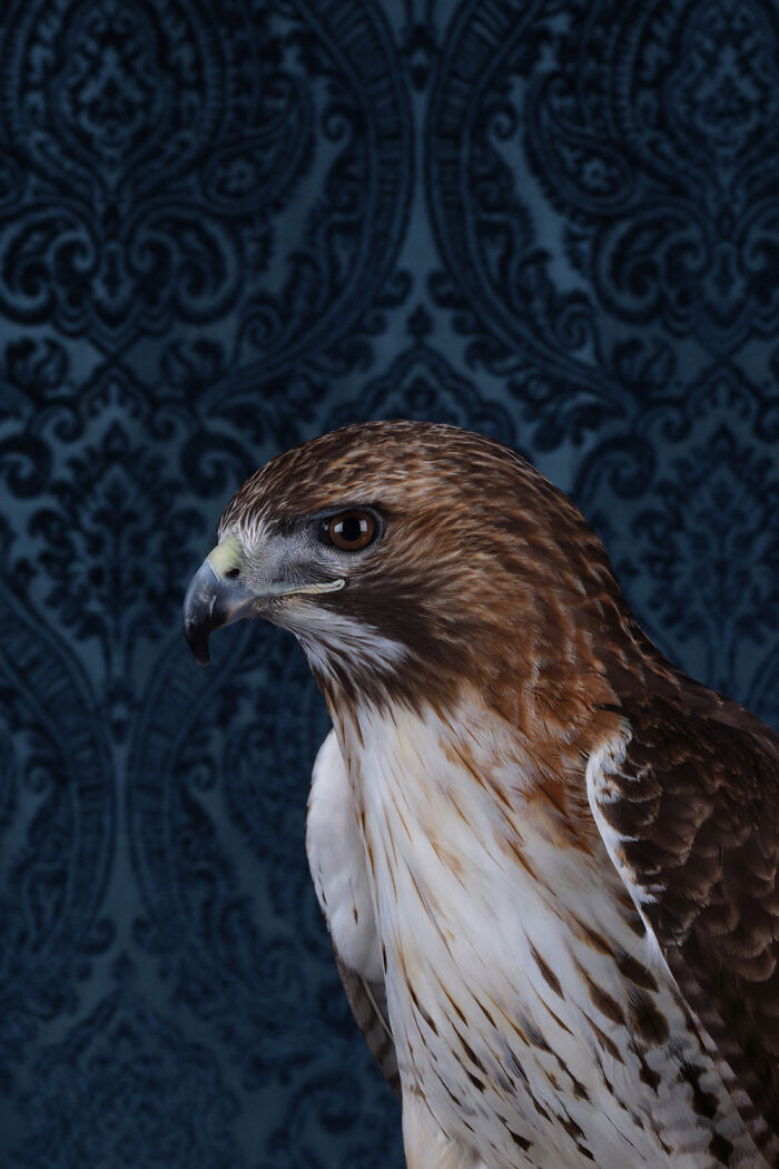 A striking bird portrait of a hawk with rich brown and white feathers against a dark blue patterned background.