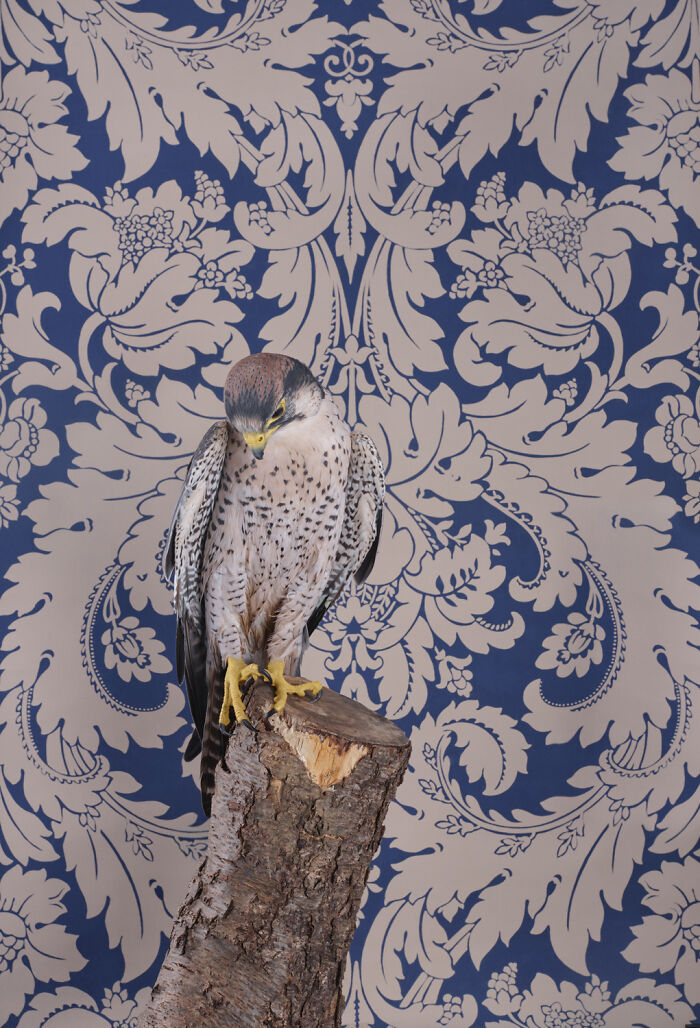 Elegant bird portrait by Claire Rosen: a falcon on a stump against a blue and beige patterned background, fine art photography.