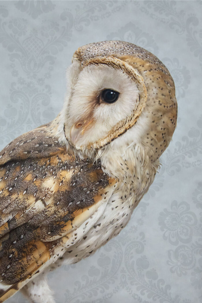 Elegant barn owl bird portrait from Claire Rosen's fantastical fine art photography series, against a patterned background.