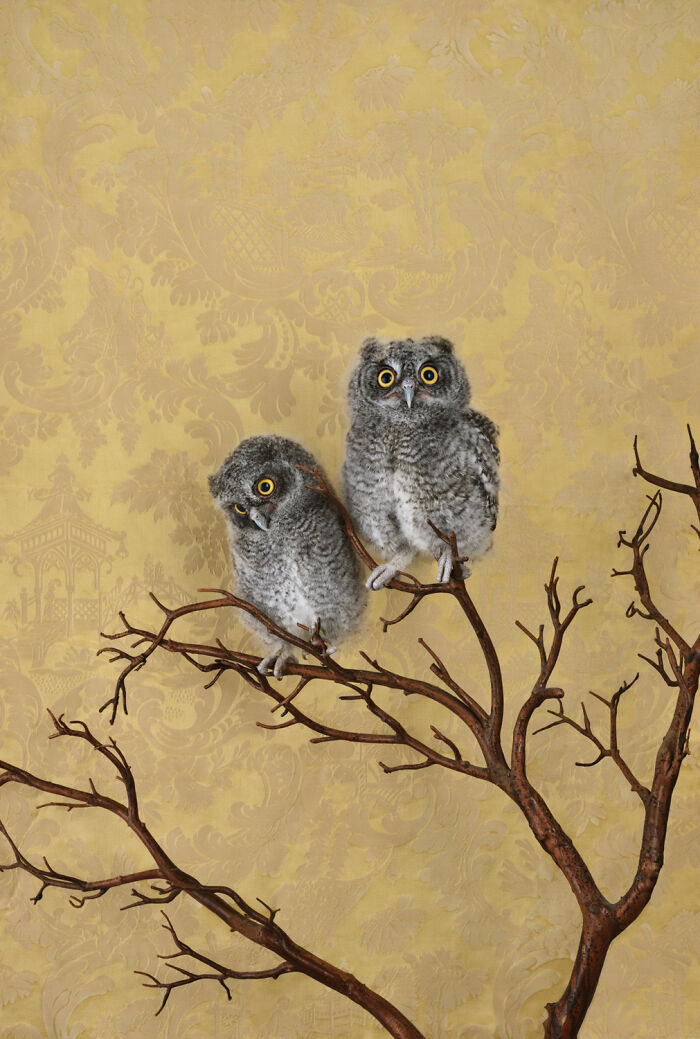 Two fluffy owlets perched on bare branches against a gold patterned background, part of a fantastical fine art photography series.