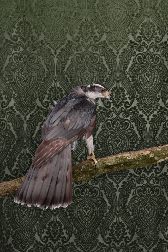 An elegant bird portrait, a raptor with gray feathers, perched on a branch against a dark green patterned background.