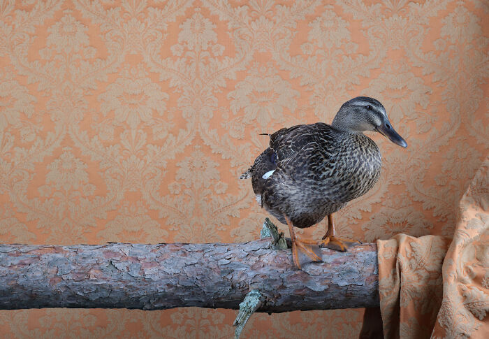 A beautiful duck, a stunning bird portrait, standing on a log against an elegant, ornate orange wallpaper. Fine art photography by Claire Rosen.