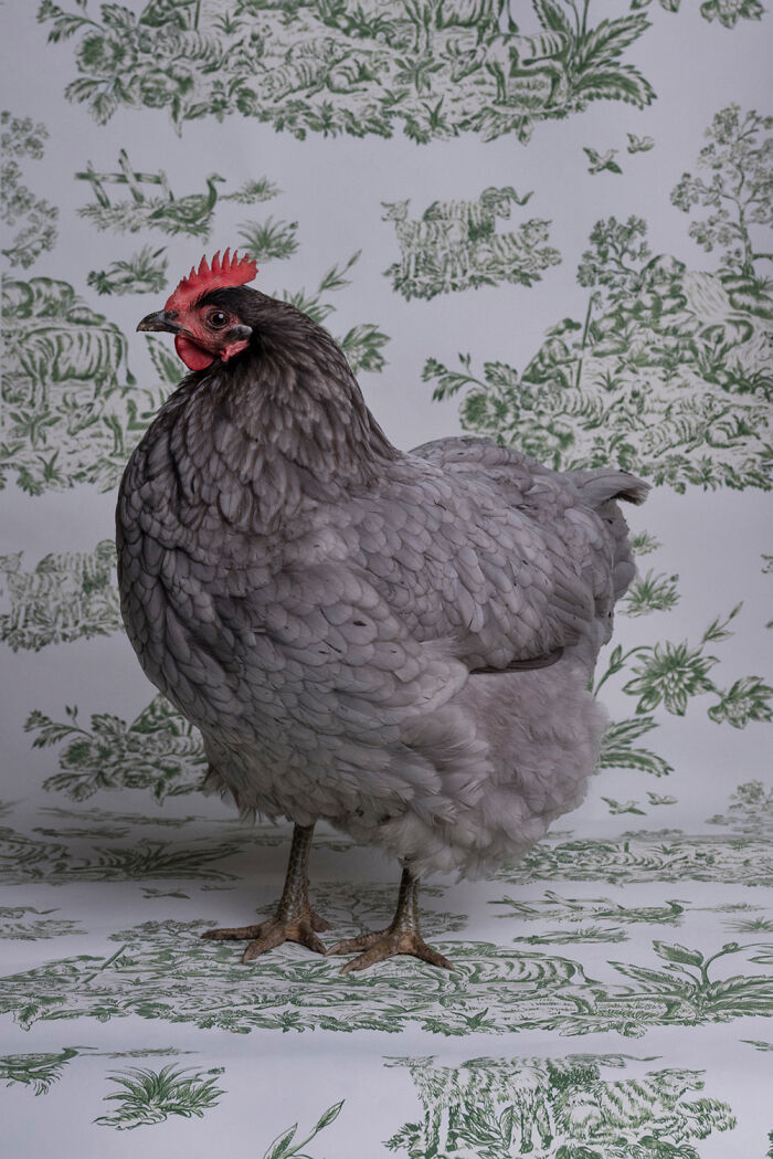 Fine art photography portrait of a gray hen with a red comb, standing on a white background with green toile patterns.