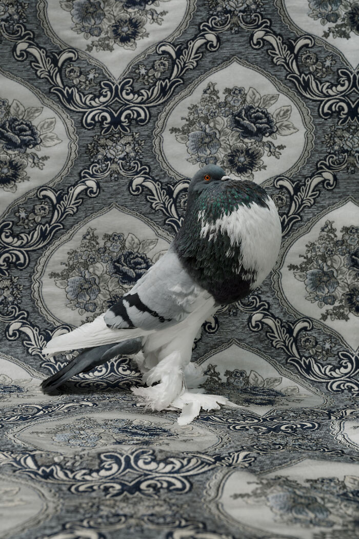 Elegant bird portraits by Claire Rosen: A fluffy pigeon with green and white feathers on a patterned grey and white background.