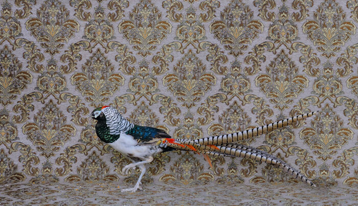 Elegant bird portraits: a pheasant with a long, striped tail against a luxurious gold and grey damask pattern.