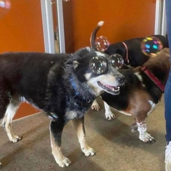 Black dog with bubbles on face playing with other dogs in silly animal pictures
