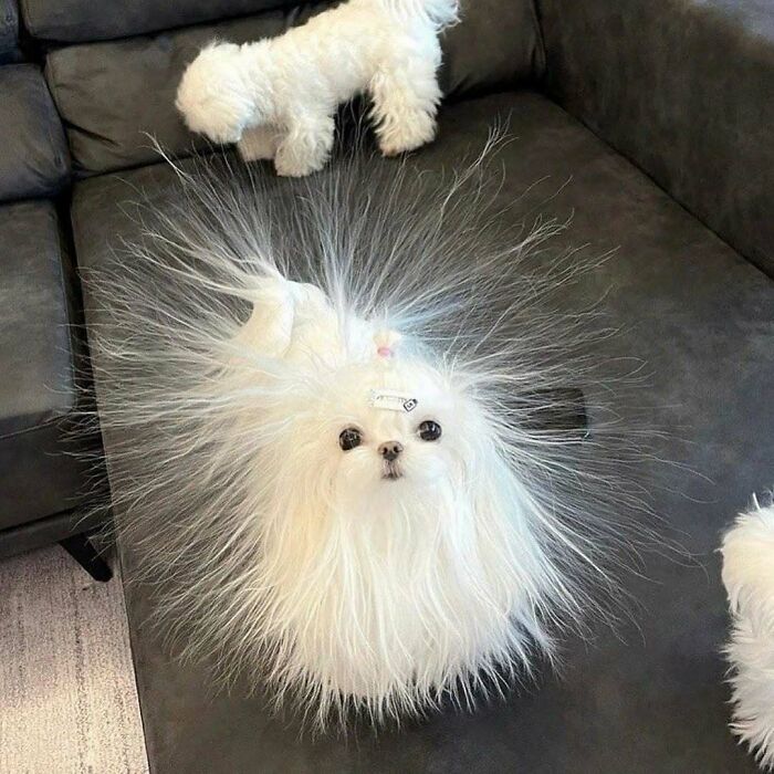 Fluffy white dog with static hair standing on dark sofa