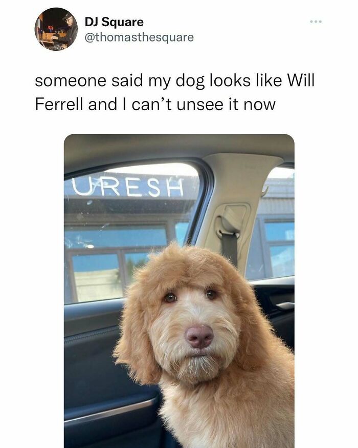 Dog in car humorously compared to actor Will Ferrell