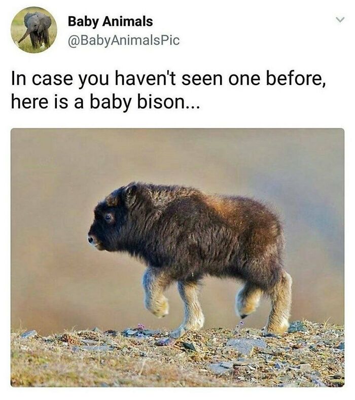 Cute baby bison walking, adorable baby animal photo