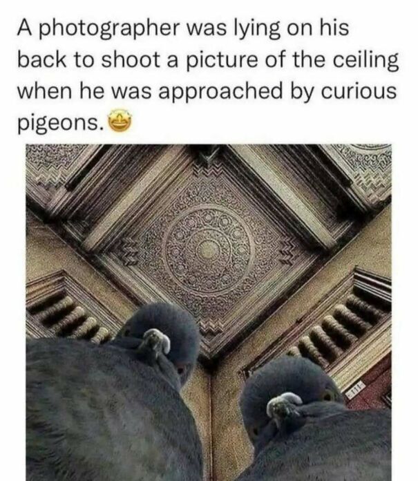 Two curious pigeons peer down at a camera, with a decorative ceiling above them. Positive posts for a good day.