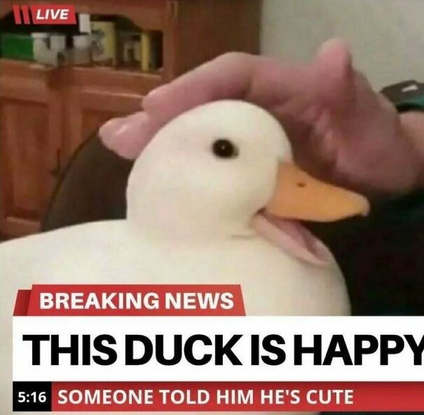 A happy duck getting its head stroked, with a news caption reading "THIS DUCK IS HAPPY. SOMEONE TOLD HIM HE'S CUTE". Positive posts to make your day.