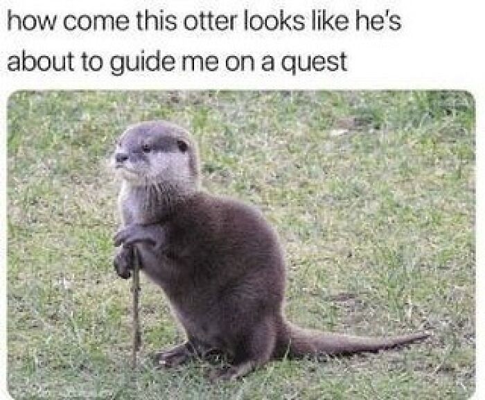 Otter holding stick looking like a guide for a quest in the grass