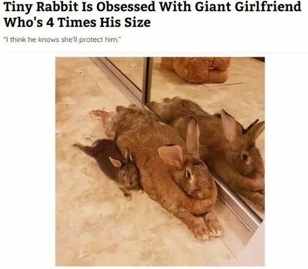 A tiny black rabbit snuggles against a large brown rabbit, reflected in a mirror. Positive posts to make your day.