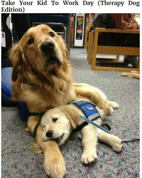 An adult Golden Retriever service dog lies with a puppy, which is chewing on its paw, a positive post to make your day.