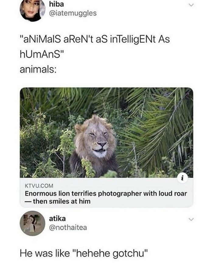 Enormous lion roaring and then smiling, showcasing animal intelligence meme