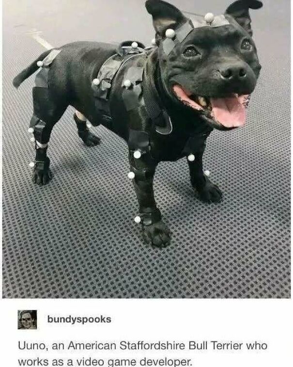A happy black American Staffordshire Bull Terrier, Uuno, in a motion capture suit, looking like a video game developer. Might make your day!