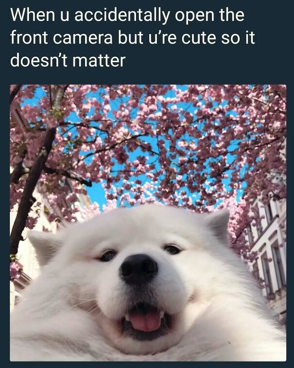 A fluffy white dog smiles at the camera with pink cherry blossoms and a blue sky in the background, making a positive post.