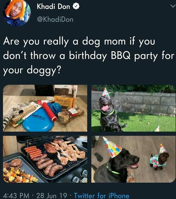 A black dog and a small brown dog in birthday hats at a BBQ party, sharing positive posts.