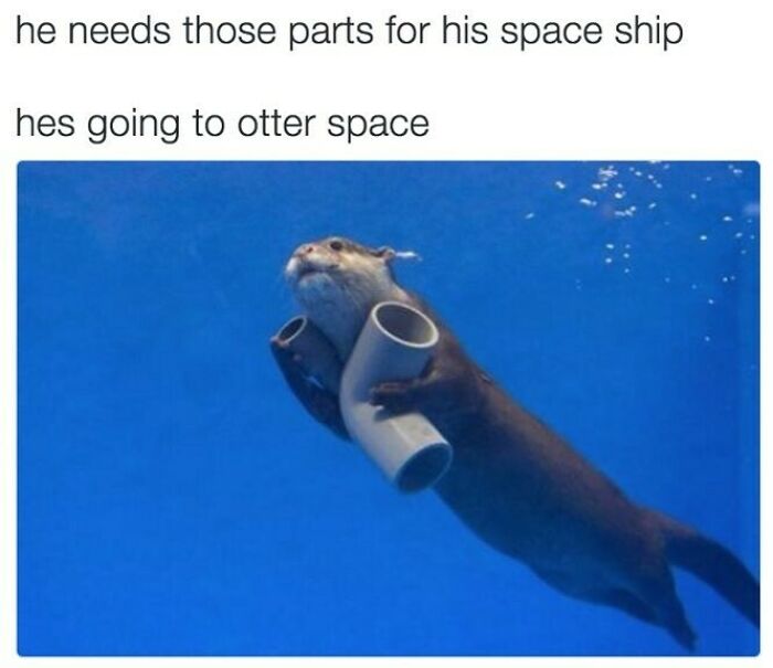 Underwater otter holding pipes humorously captioned otter space animal meme
