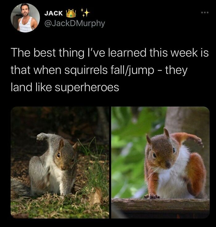 Squirrels landing like superheroes in animal memes