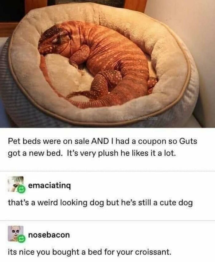 Lizard sleeping curled up in a plush pet bed meme animal memes