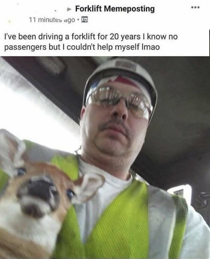 Man in safety vest with small deer passenger forklift animal memes