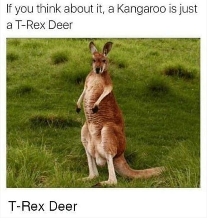 Kangaroo standing in grass humorously called a T-Rex deer