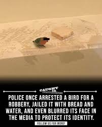 Crime-robin-69f710a931e8b.jpg