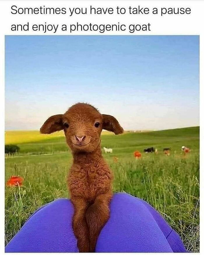 Brown photogenic goat sitting on knees outdoors with green field meme