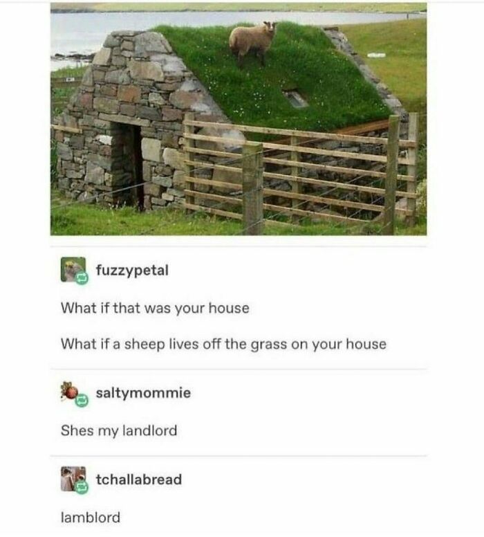 Sheep standing on grassy roof beside stone house animal memes
