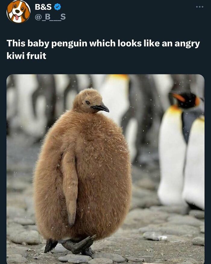 Baby penguin looks like an angry kiwi fruit animal meme