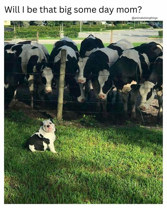 Black and white puppy sitting on grass next to cows looking up meme