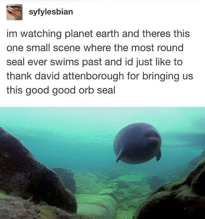 Round orb seal swimming underwater from nature documentary