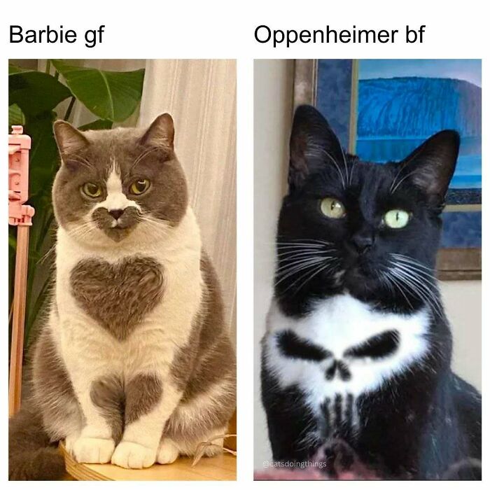 Cats with unique fur patterns resembling heart and skull shapes featured in animal memes