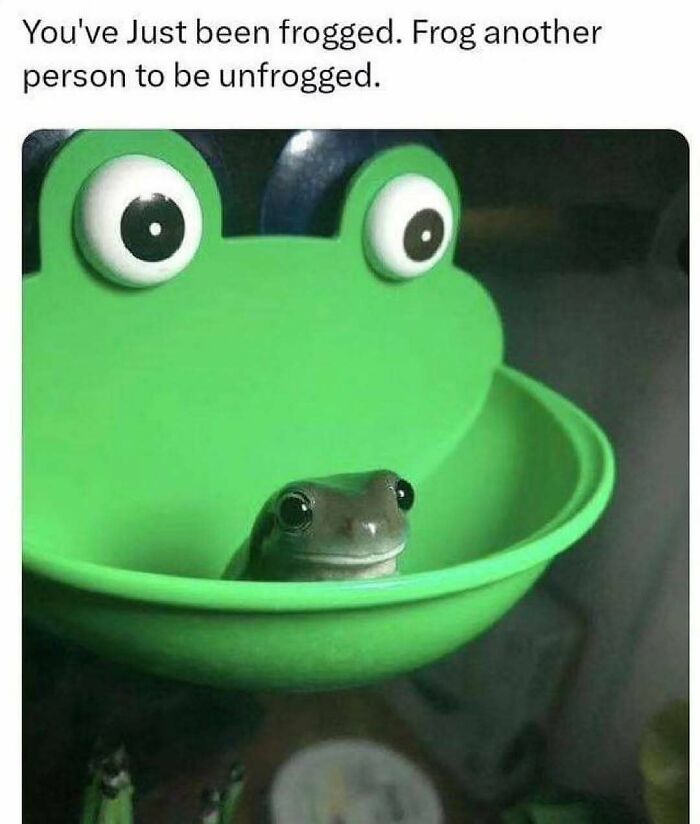 Frog in green container for animal memes