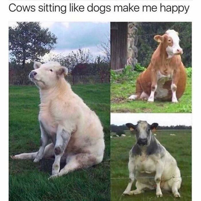 Cows sitting on grass like dogs funny animal memes
