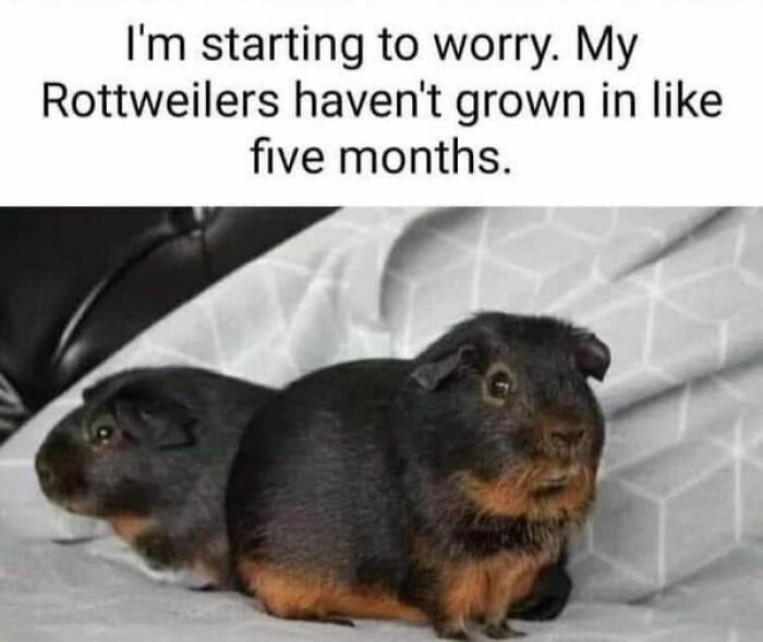 Two guinea pigs with a meme about not growing like Rottweilers