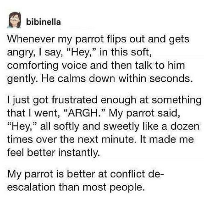 Text about parrot's calming voice helping with conflict de-escalation