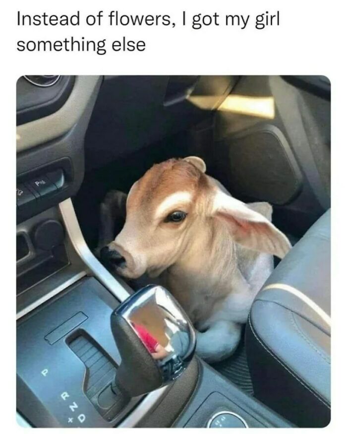 Calf sitting in car floor for animal memes