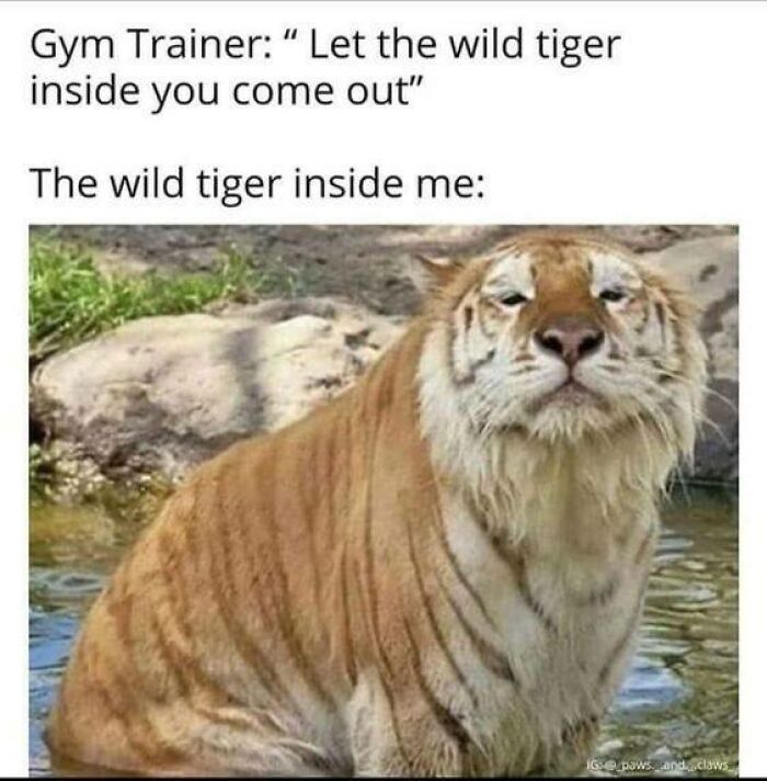 Funny wild tiger meme showing a relaxed tiger in water
