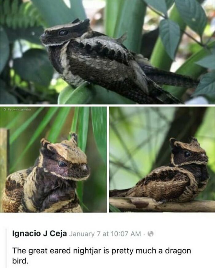 Great eared nightjar bird resembling a dragon bird on leafy branches