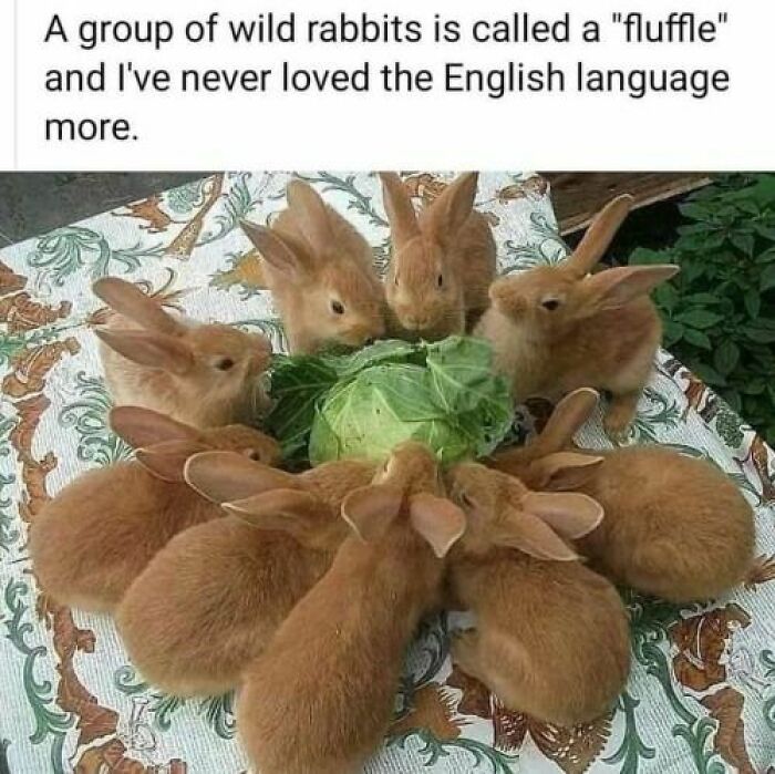 Group of wild rabbits called a fluffle eating greens animal meme
