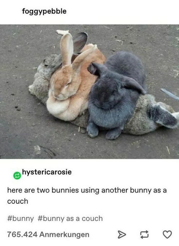 Two rabbits sitting on another rabbit using it as couch animal memes