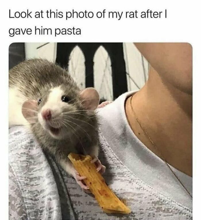 Rat happily holding pasta after being fed