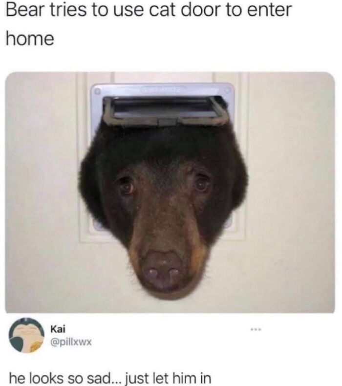 Bear sticking head through cat door looking sad